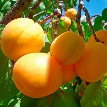 Ефектний стійкий сорт абрикос Голд Річ 2-річний 1433 фото