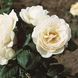 Троянда Тантау Uetersener Klosterrose (Монастир Ютерсенер) 89 фото 1