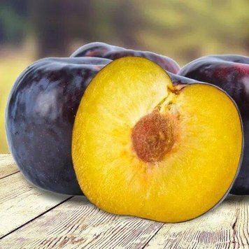 Високоурожайна слива Анжеліна 2-річна 1240 фото
