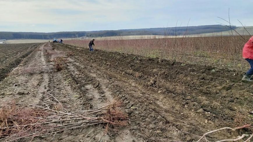Середньоросла слива Оцарк Прем'єр 2-річна 1241 фото