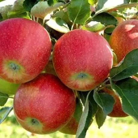 Дворічні саджанці яблуні позднезимний сорт Джонатан 2-річна 818 фото