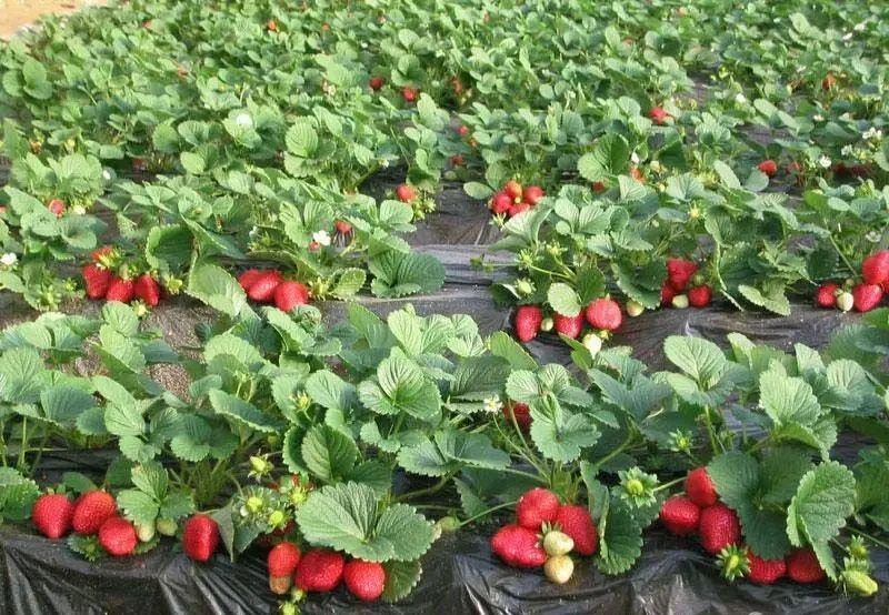 Саджанці 10шт полуниці "Альбіон" ремонтантний сорт 2204 фото