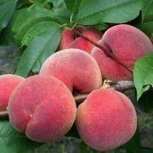 Персик Канадський Хармоні 2-річний 1505 фото