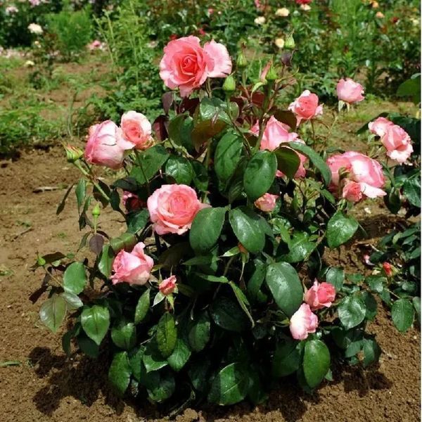 Троя Графіня Беттіна (Rosa Countess Bettina) 23 фото
