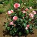 Троя Графіня Беттіна (Rosa Countess Bettina) 23 фото 2