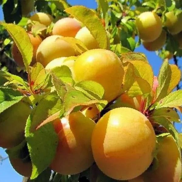 Морозистий сорт Колоноподібна слива Медова 2-річна 1269 фото