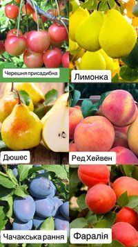 Набори саджанців 6 шт №3 фото