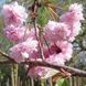 3089 фото 1